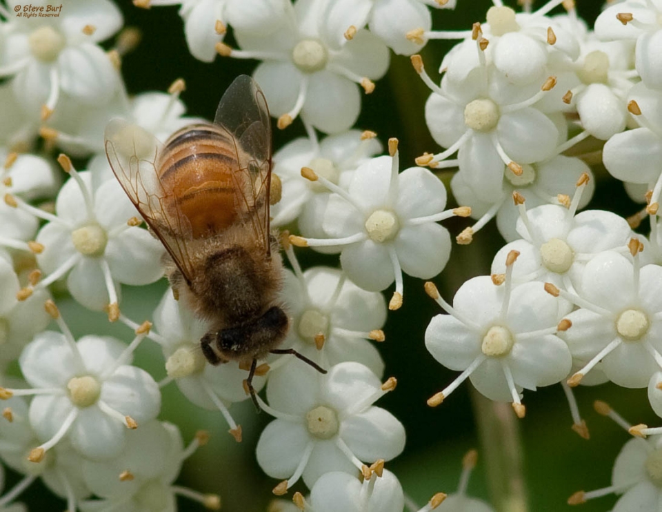 Sambucus canadensis