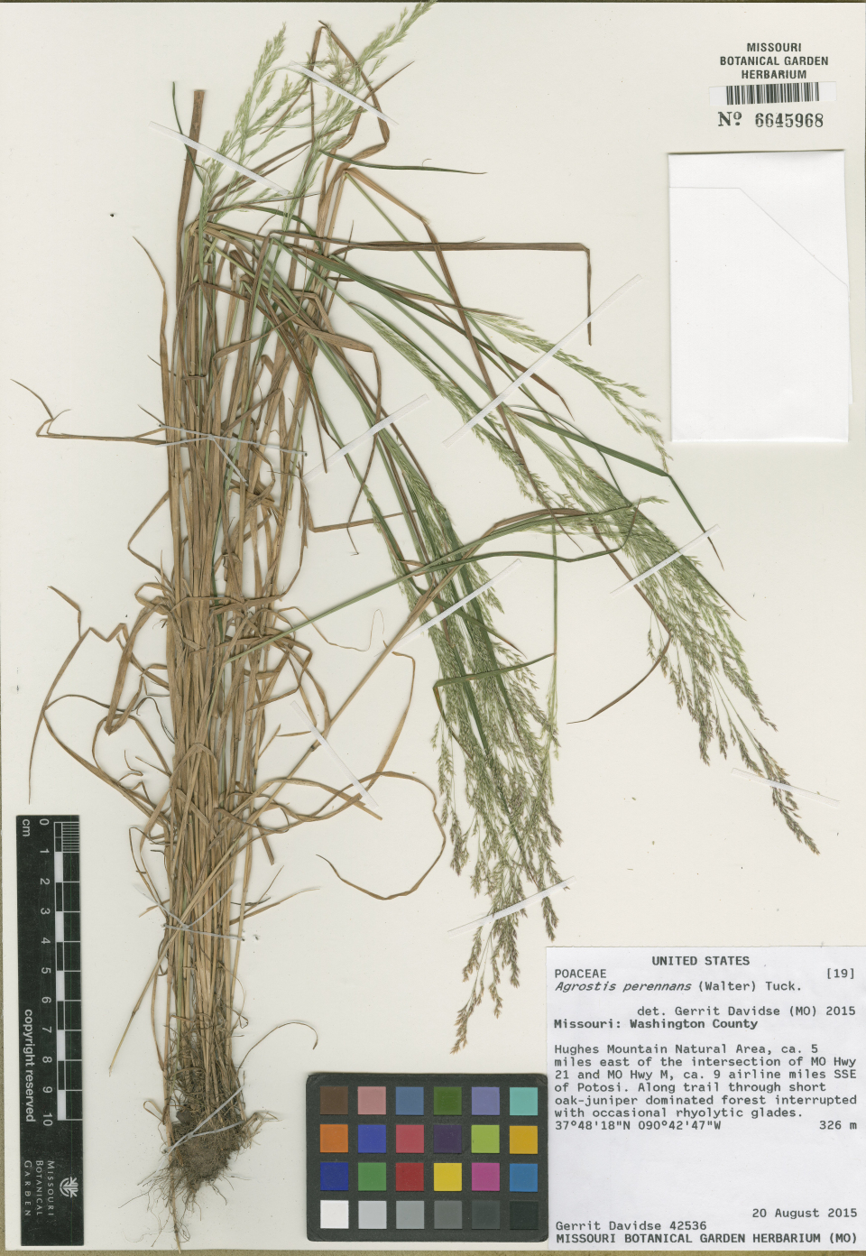 Agrostis perennans