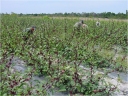 Hibiscus sabdariffa