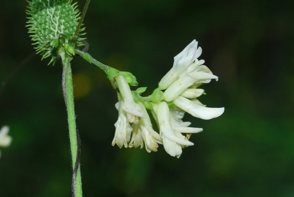 Amphicarpaea bracteata