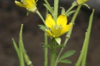 Cleome viscosa