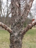 Betula dahurica