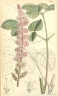 Astilbe rubra