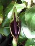 Arum dioscoridis