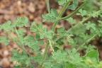 Cleome viscosa