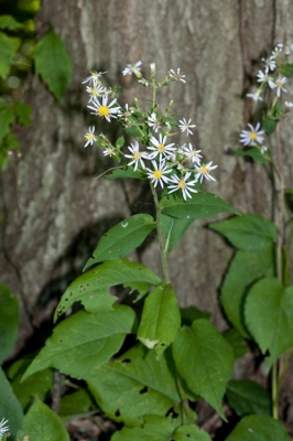 Eurybia macrophylla