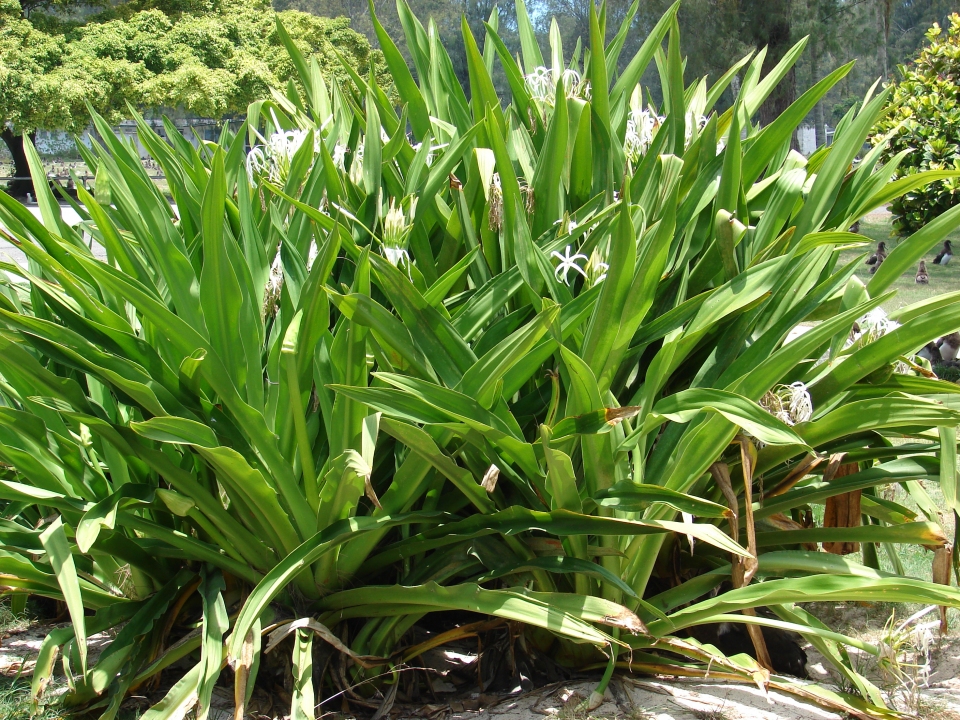 Crinum asiaticum