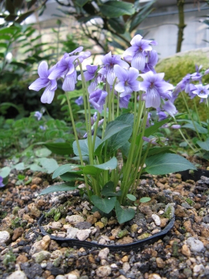 Viola prionantha