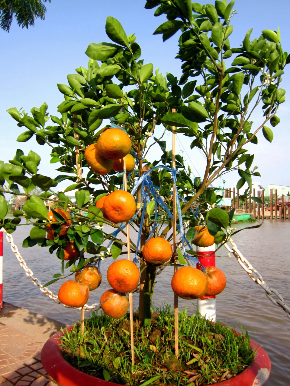 Citrus reticulata