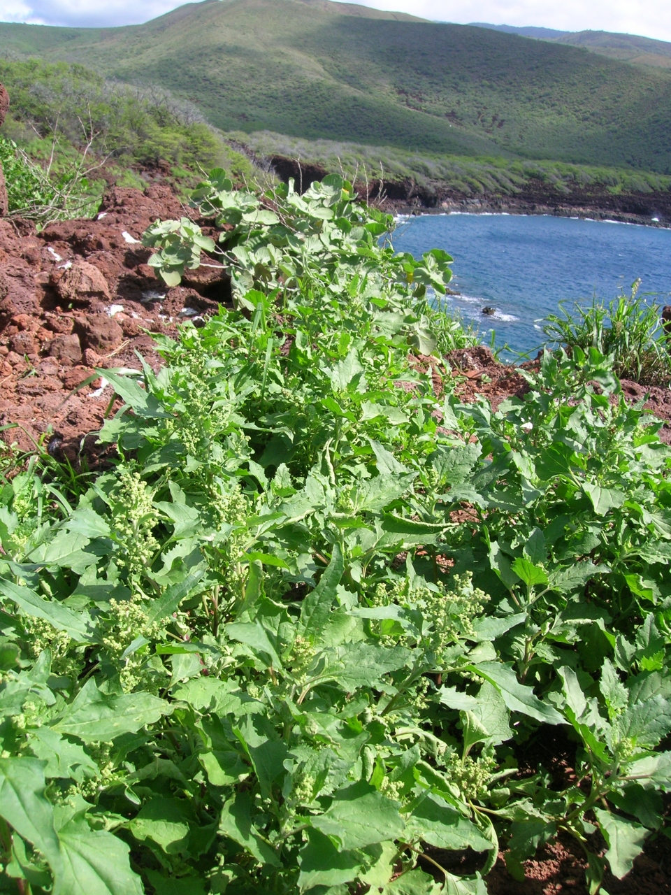 Chenopodium murale