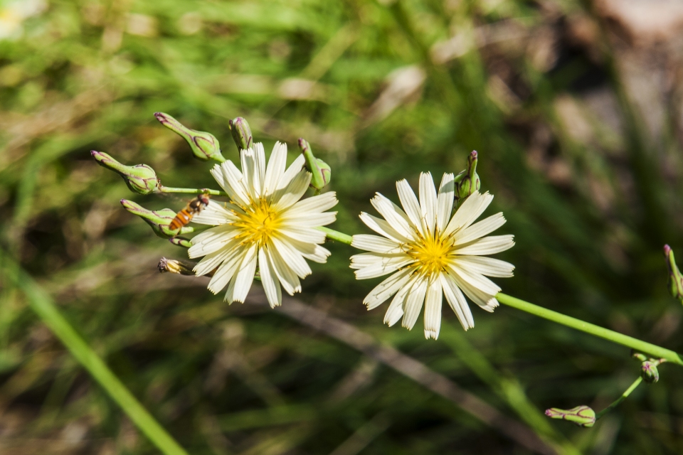 Lactuca indica laciniata