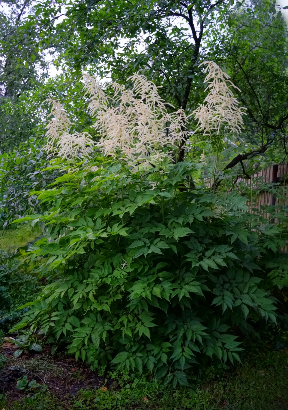 Aruncus dioicus