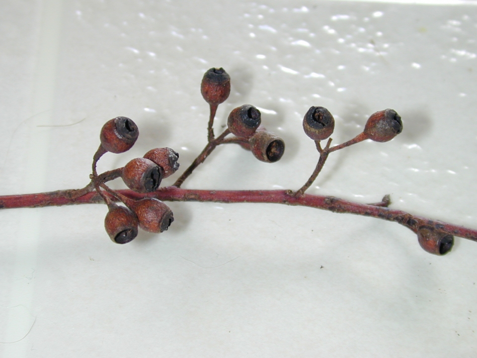 Eucalyptus sideroxylon