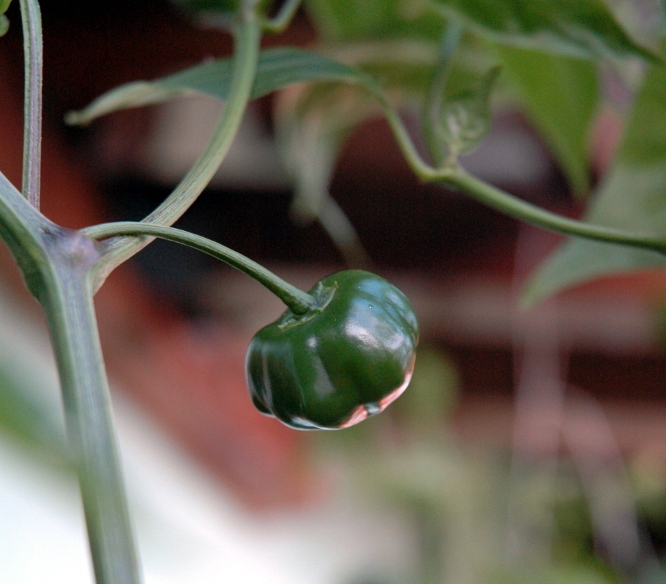 Capsicum baccatum