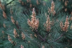 Pinus radiata