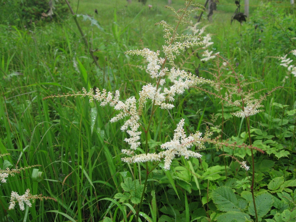 Astilbe thunbergii