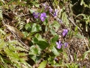 Viola obtusa