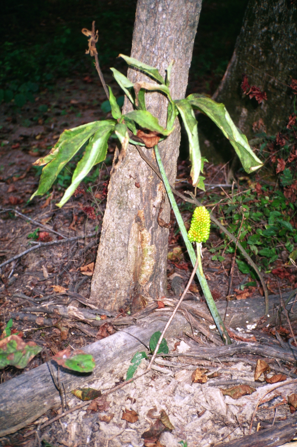 Arisaema dracontium