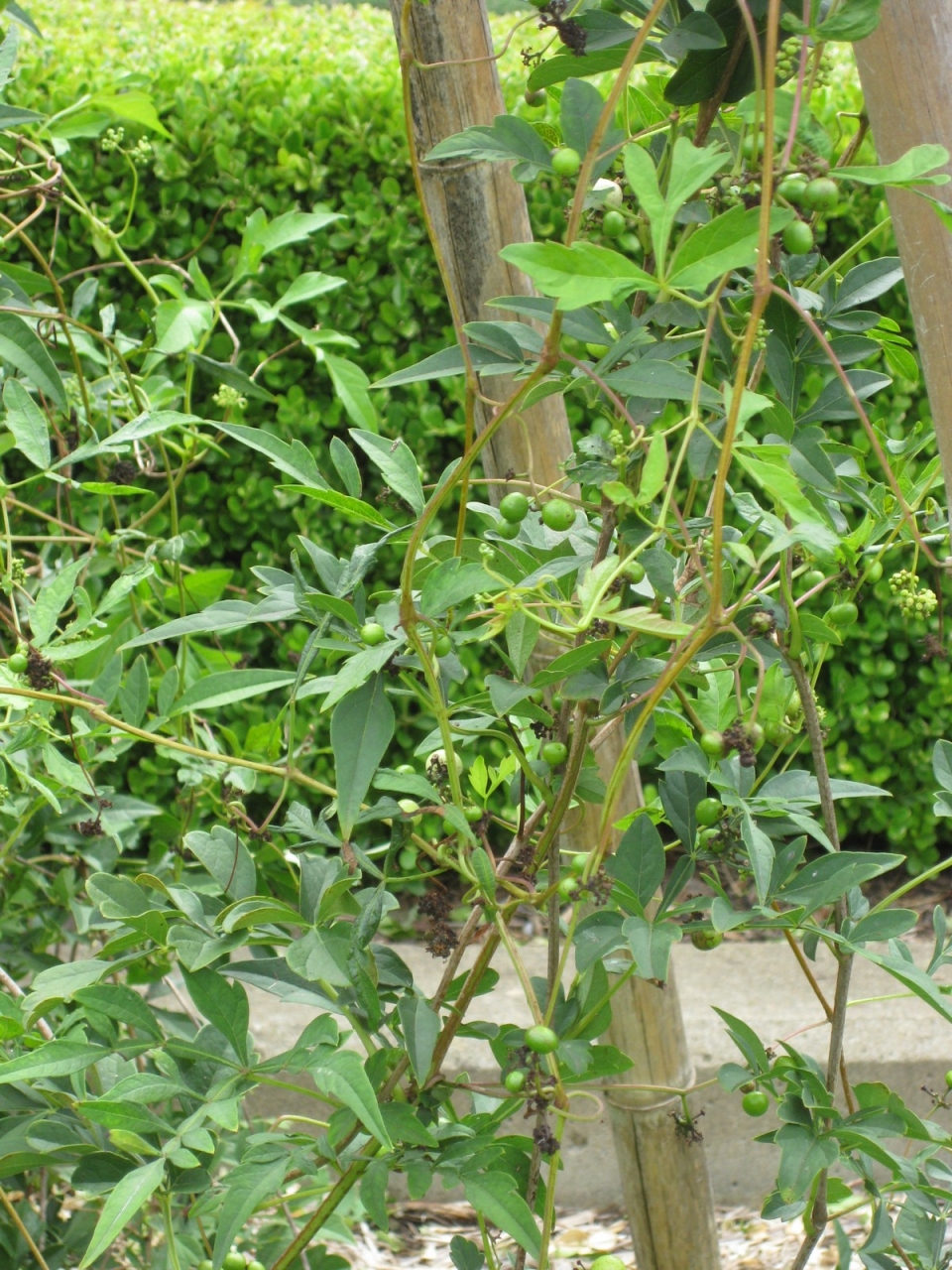 Ampelopsis japonica