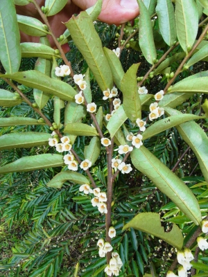 Eurya acuminata