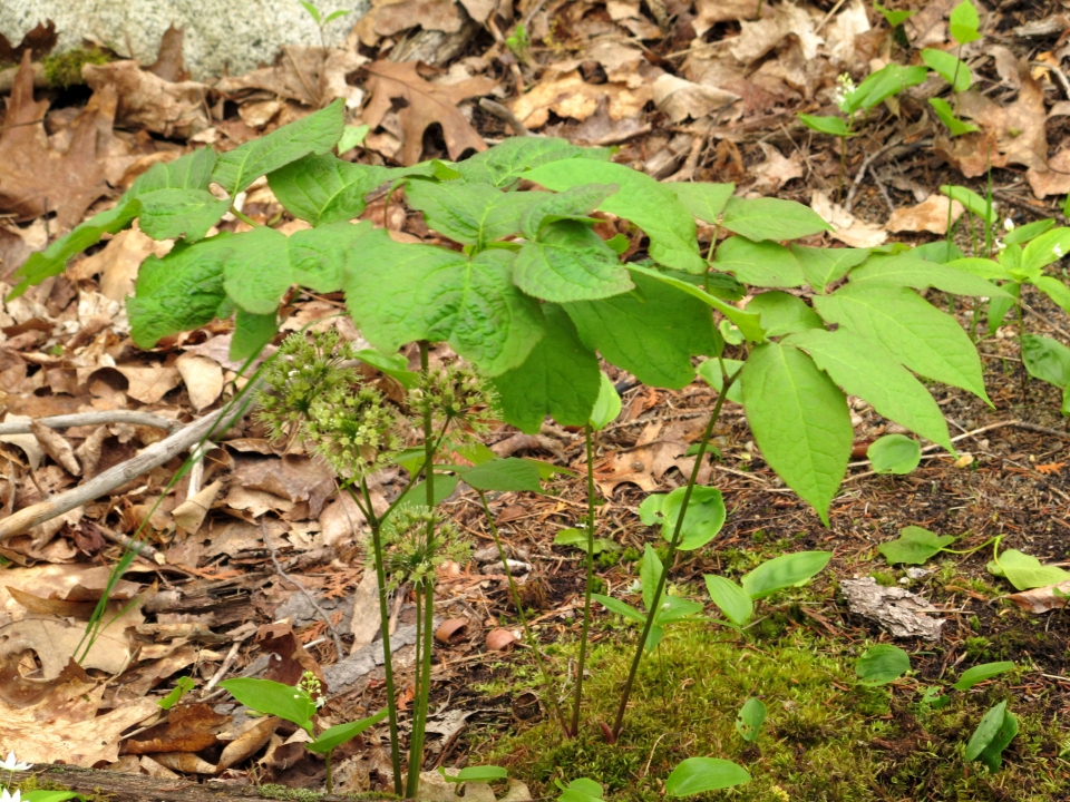 Aralia nudicaulis