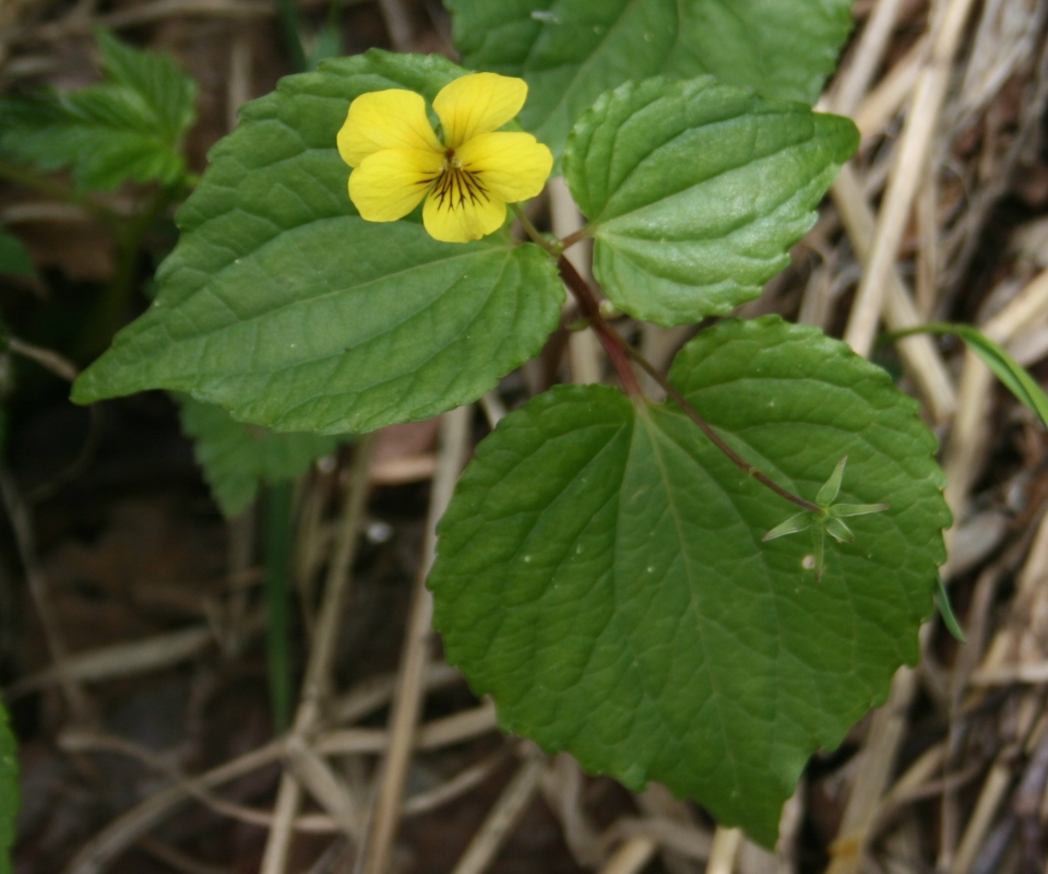 Viola brevistipulata