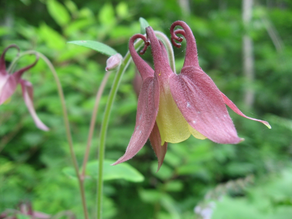 Aquilegia buergeriana