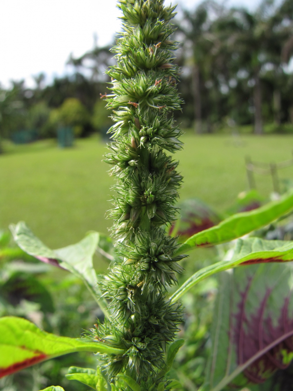 Amaranthus tricolor