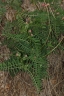 Vicia nigricans