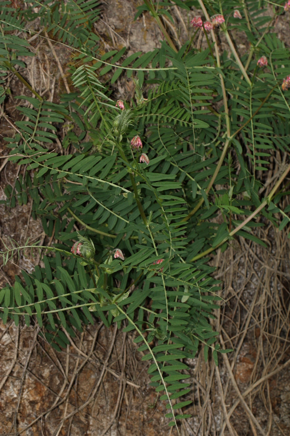 Vicia nigricans