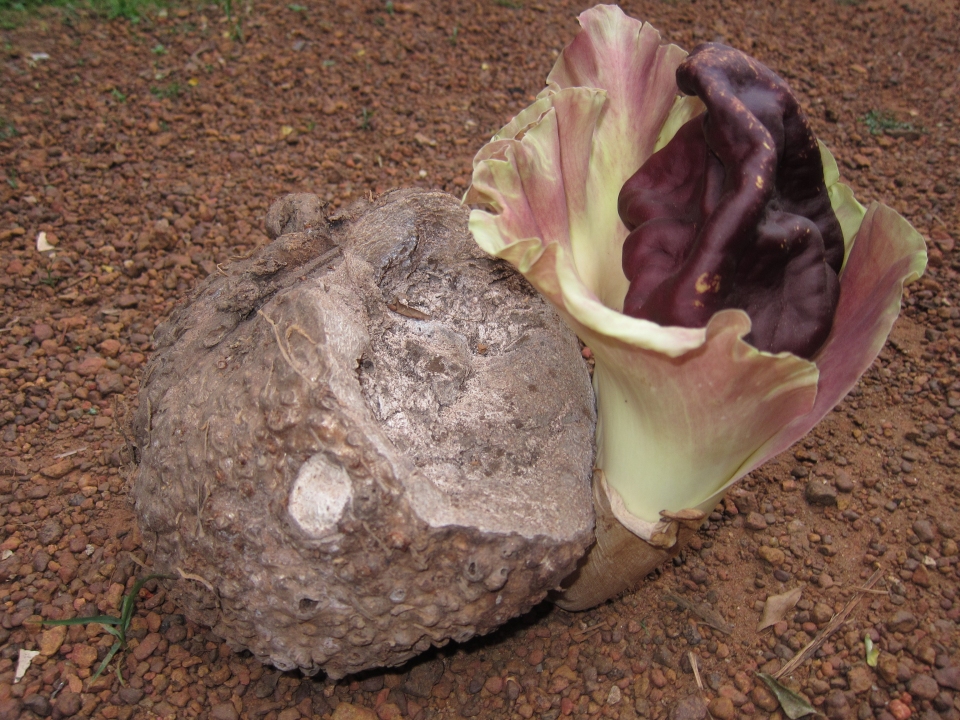 Amorphophallus paeoniifolius