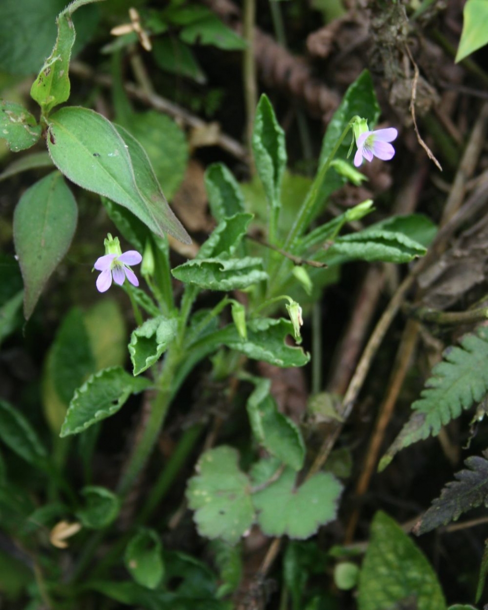 Viola diffusa