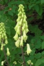 Aconitum septentrionale