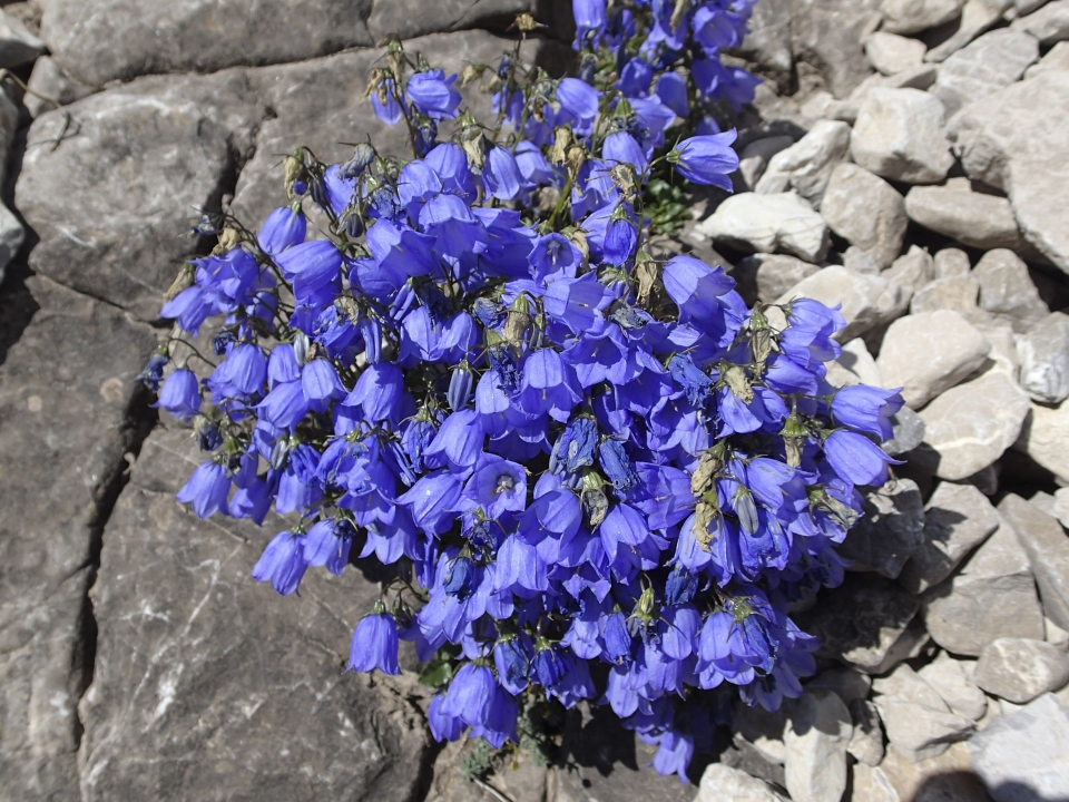 Campanula cochleariifolia