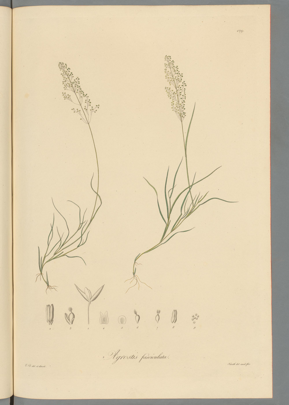 Agrostis perennans