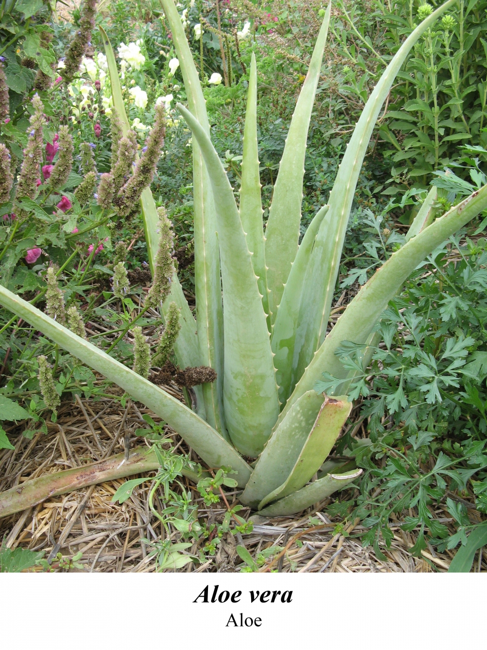 Aloe vera