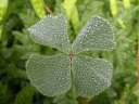 Marsilea drummondii