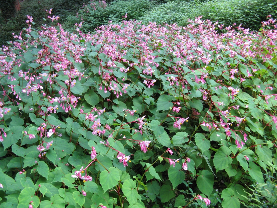 Begonia grandis