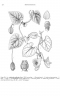 Aristolochia mollissima