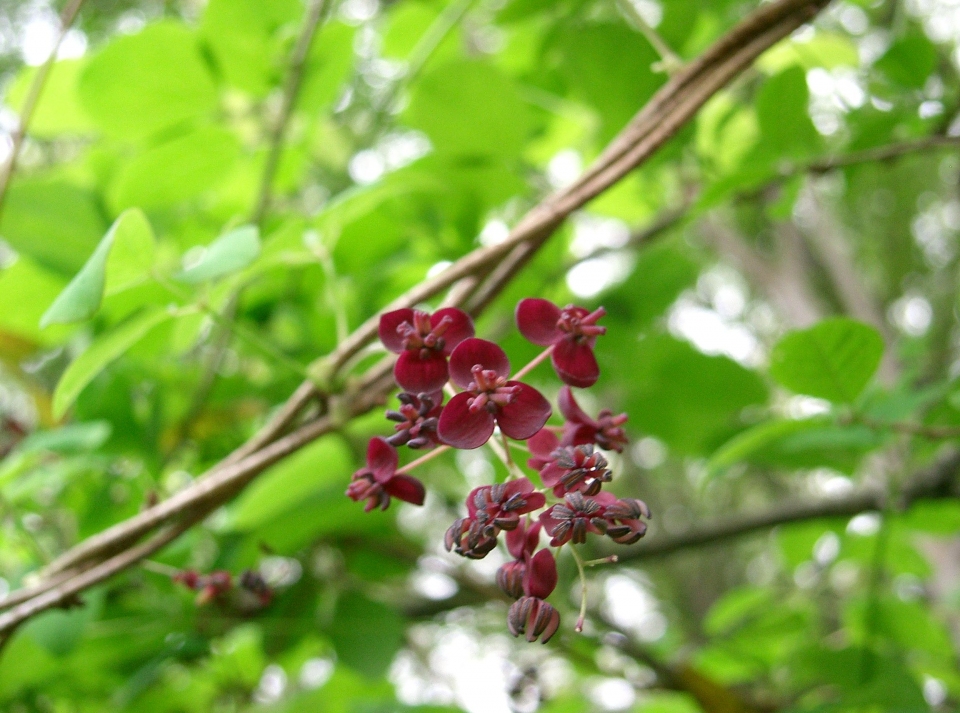 Akebia × pentaphylla