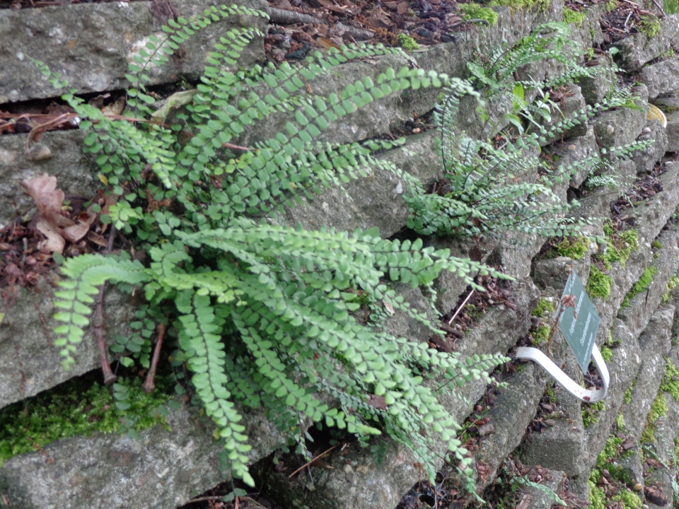 Asplenium trichomanes