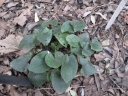 Asarum nipponicum