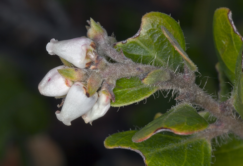 Arctostaphylos tomentosa