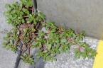 Portulaca oleracea