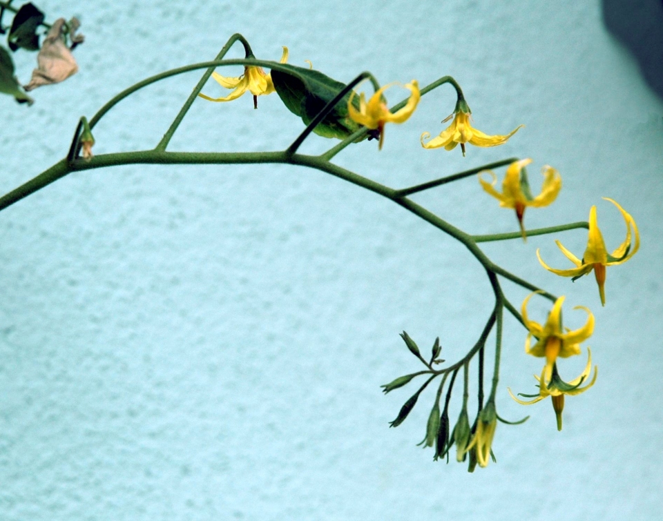 Solanum pimpinellifolium