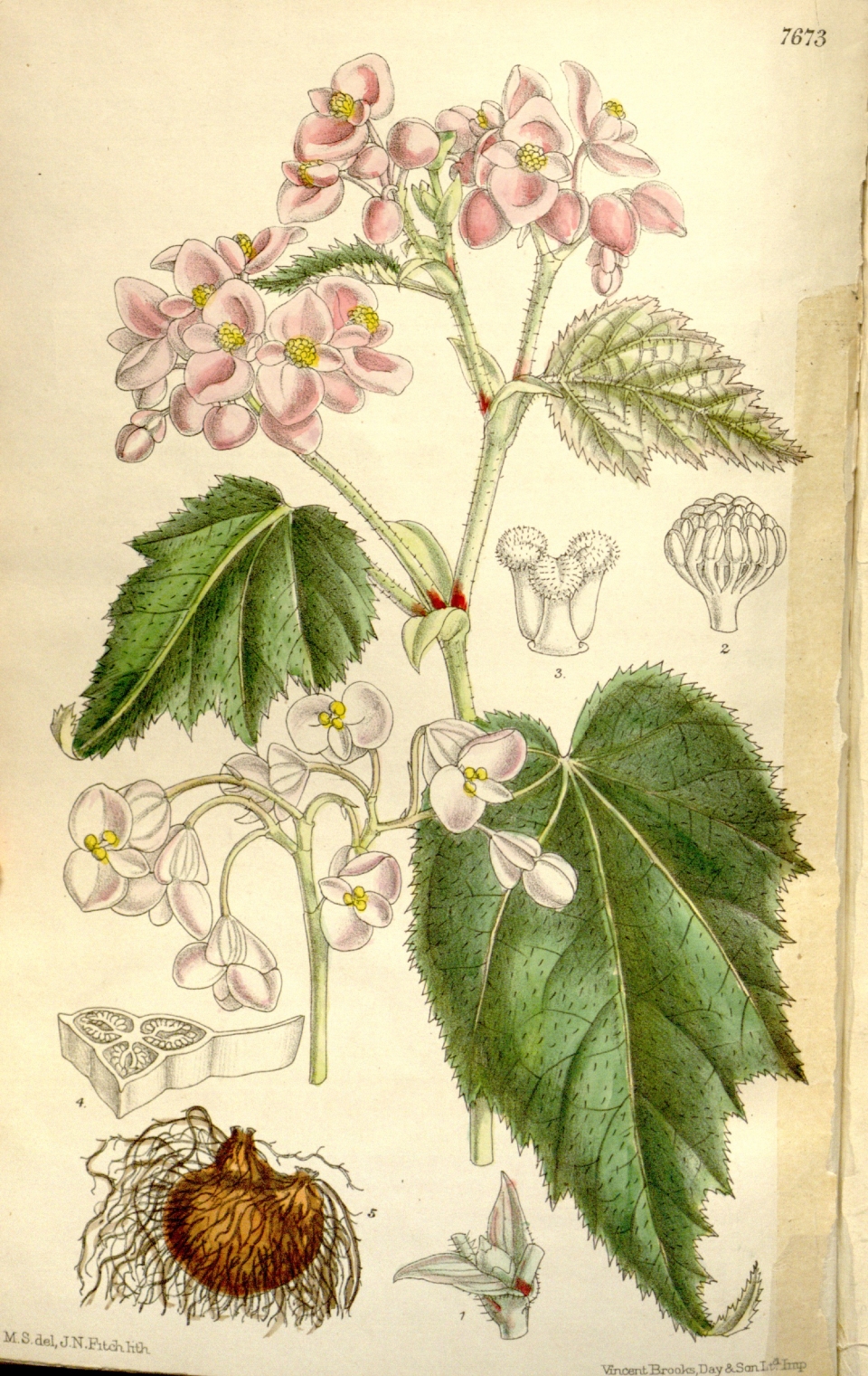 Begonia grandis