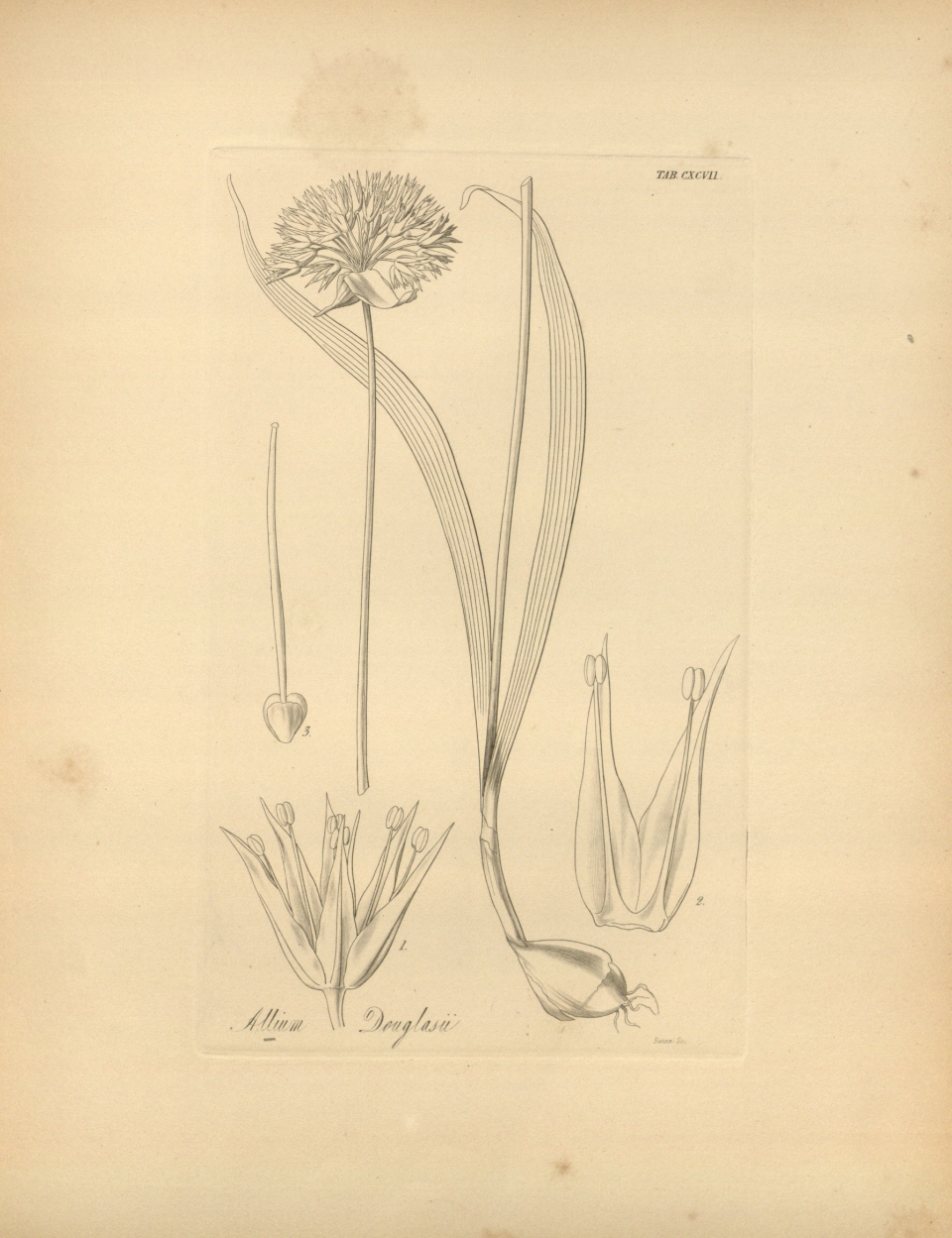 Allium douglasii