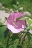 Hibiscus mutabilis