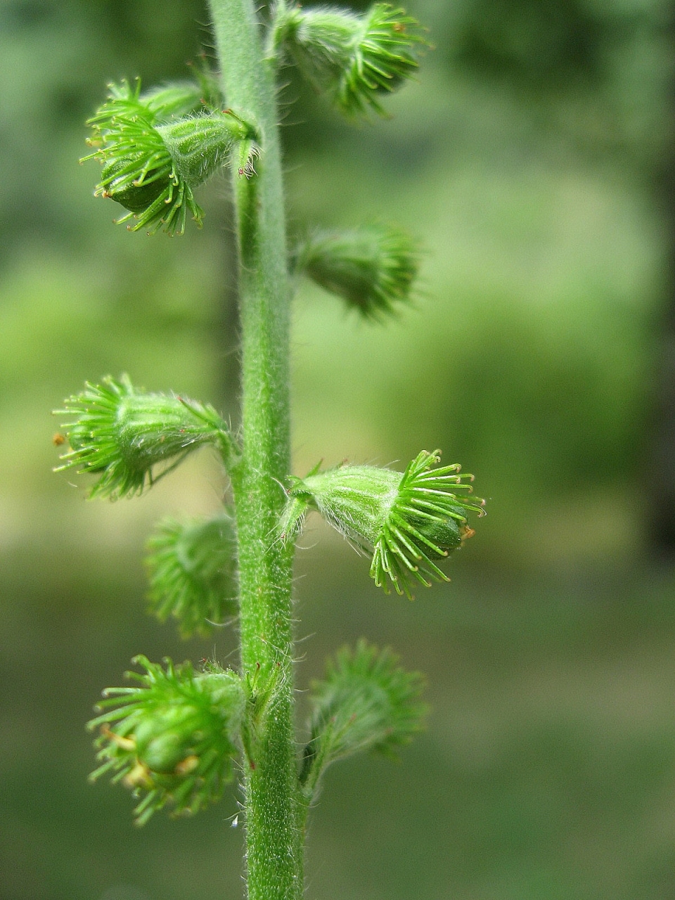 Agrimonia eupatoria