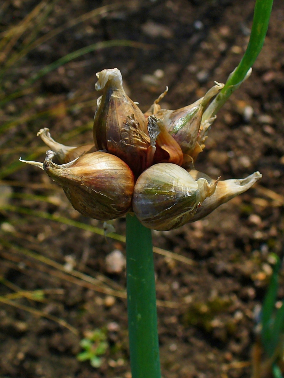 Allium × proliferum